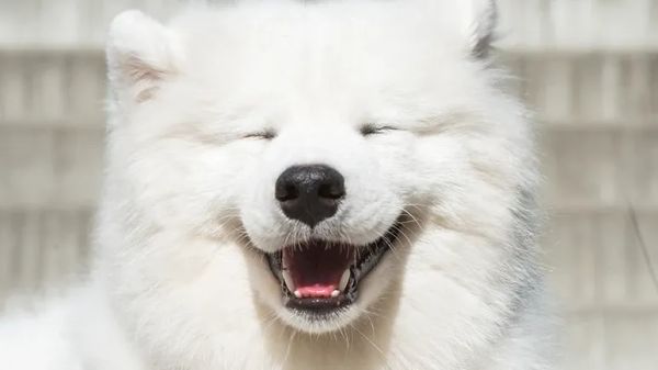 size related undesirable dog behavior