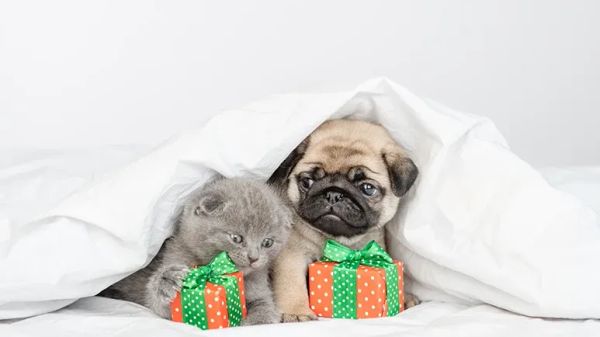 5 basic steps to improve pet health