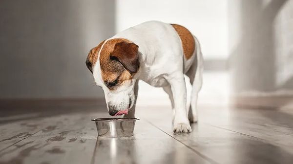 anti-inflammatory foods for dogs
