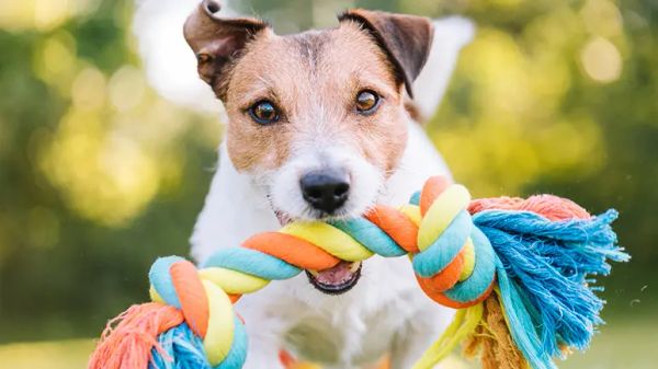 brain stimulating games for dogs