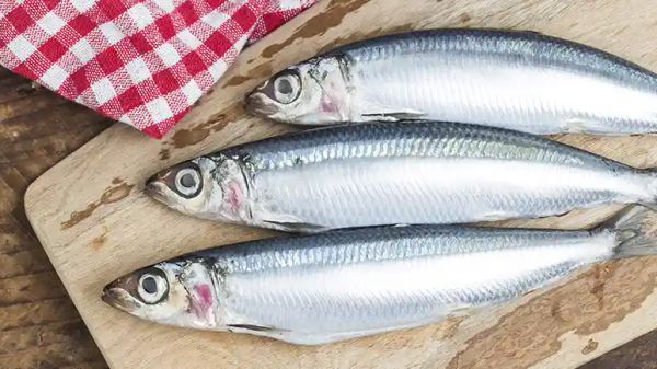 can you feed sardines to your pet