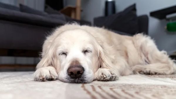 canine cognitive dysfunction