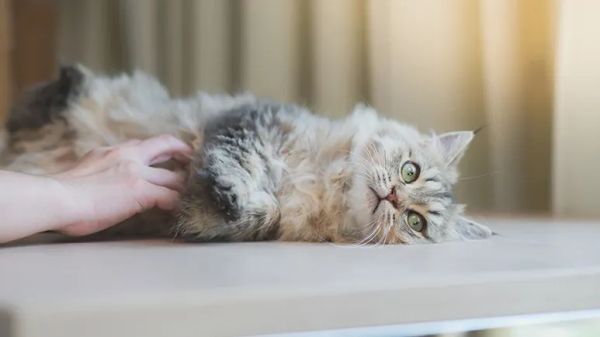 cat belly check saves lives