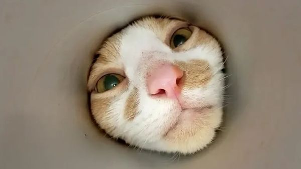 cat keeps outsmarting his parents for snacks