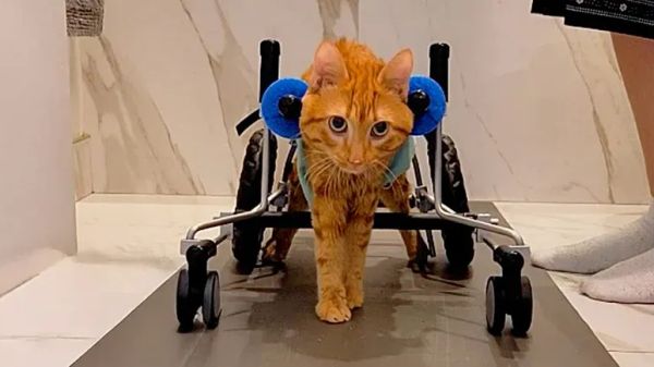 cat with no balance has the cutest kickies