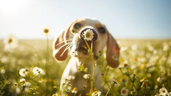 chamomile benefits for dogs