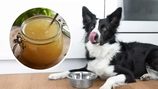 collagen  for dogs