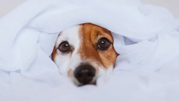 daily mental stimulation for dogs