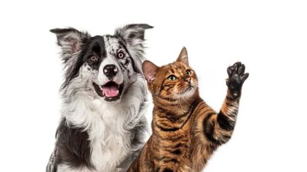 dog cat paw preference guide