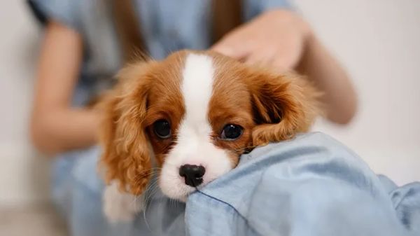 dog mental stimulation