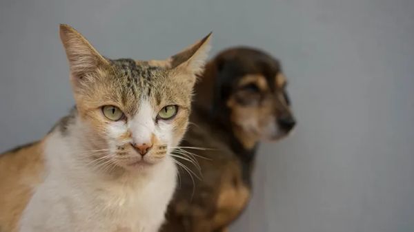 dogs cats cognitive dysfunction syndrome