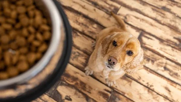 dry dog food linked to megaesophagus