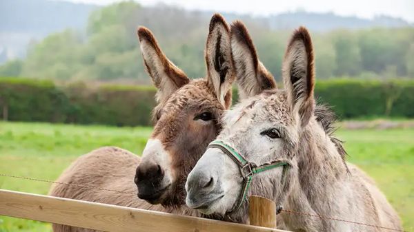facts about donkeys