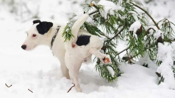 leaving dog  home alone