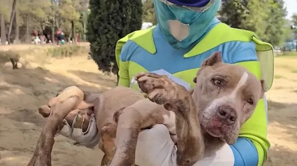 real life superhero saves animals every day