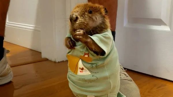 rescue beaver finds joy in snacks and motherhood