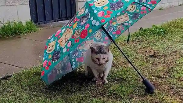 rescuers save cat found in the rain with bone stuck in his mouth