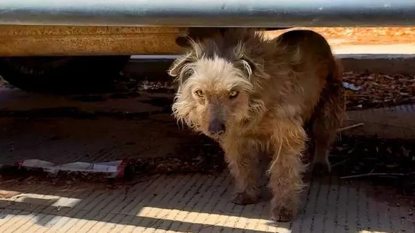 scared street dog finally found his joy