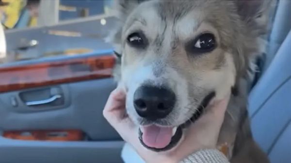 scary coyote encounter turns into a love story