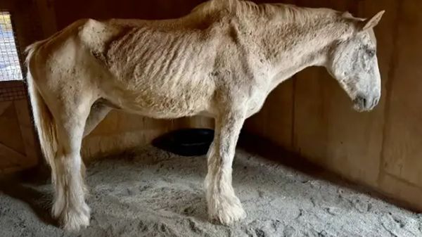 starving horses transformation will melt your heart