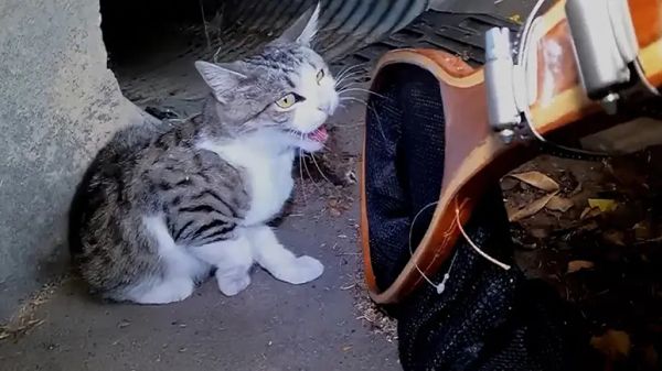 stray cat adopts an orphaned baby days after rescue