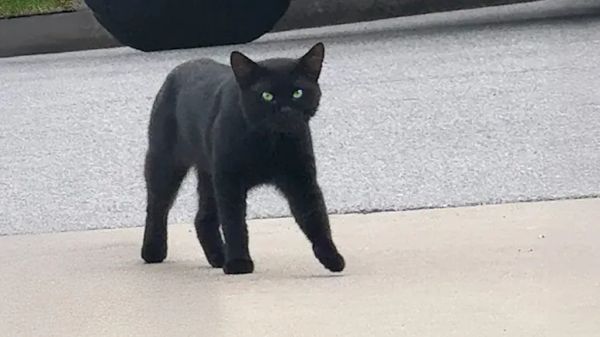 stray cat chooses his family in the sweetest way