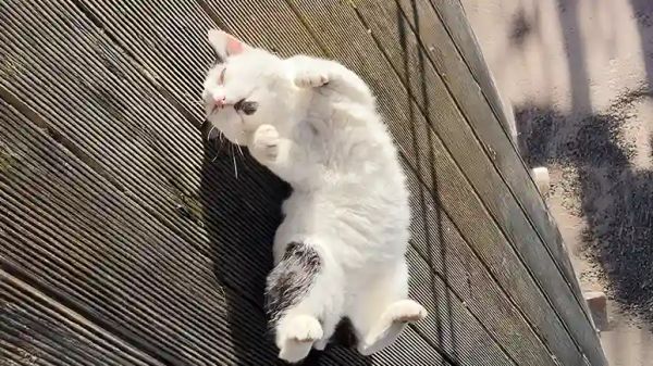 stray cat finds his perfect family abroad