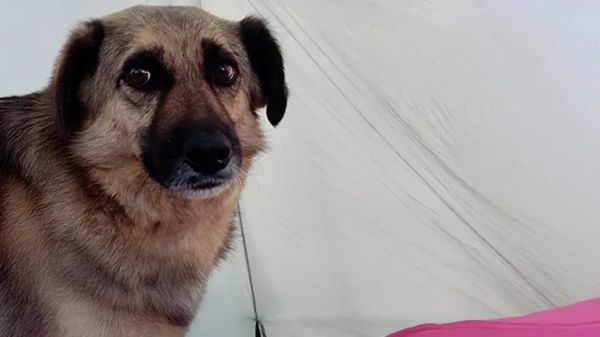 stray dog follows woman for miles and finds home