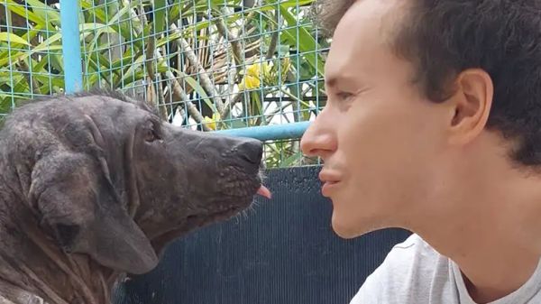 the day a frozen dog finally let someone in