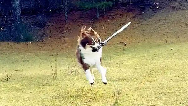 the fierce warrior dog whos actually a giant baby