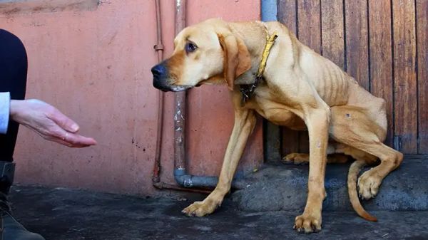 the starving dog on a chain who became a giant goofball