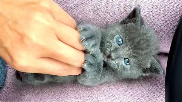 tiny tripod kitten becomes a speed racer