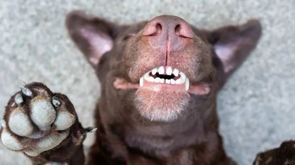 why dogs chatter teeth
