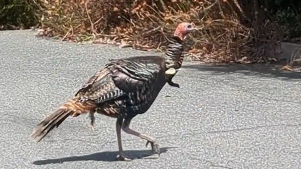 wild turkey spotted with an arrow through her chest