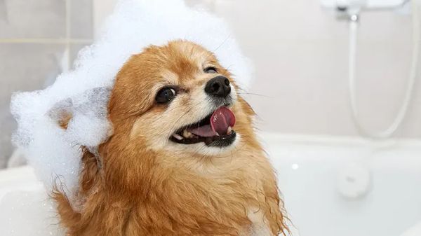 winter dog bathing grooming guide