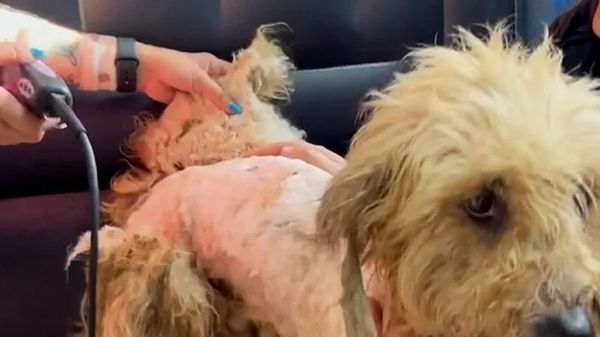 5 hours later this matted dog looks unbelievable