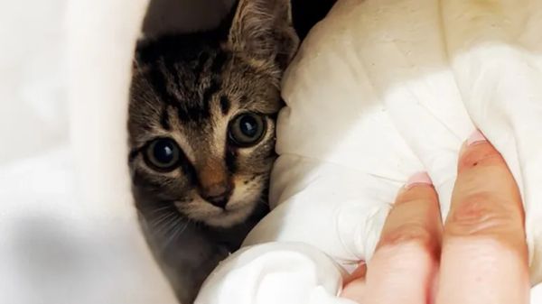 a routine rescue reveals a whole secret litter