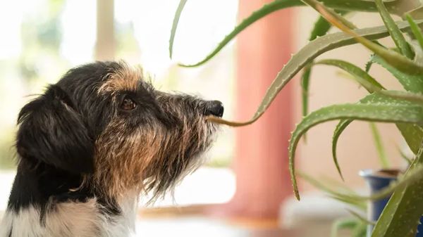 aloe vera for itchy pet skin