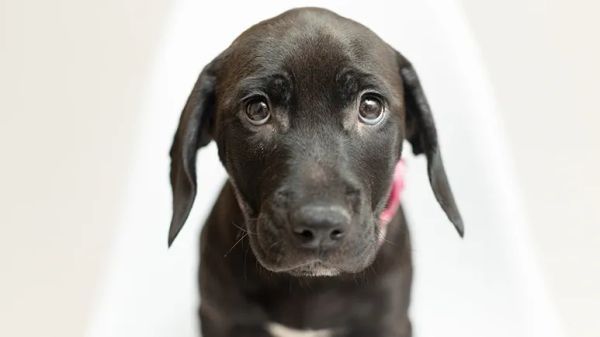 ashwagandha for dogs