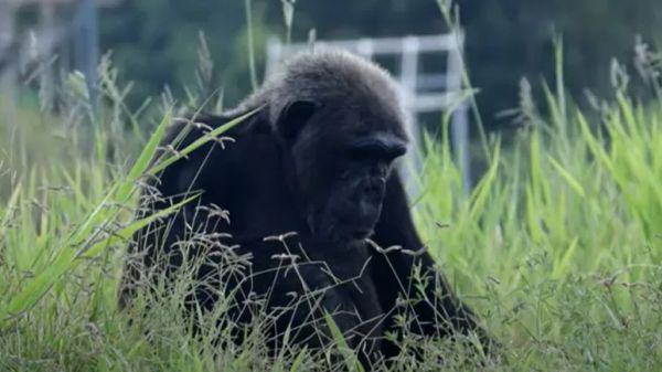 chained up chimp who waited 34 years for the sun
