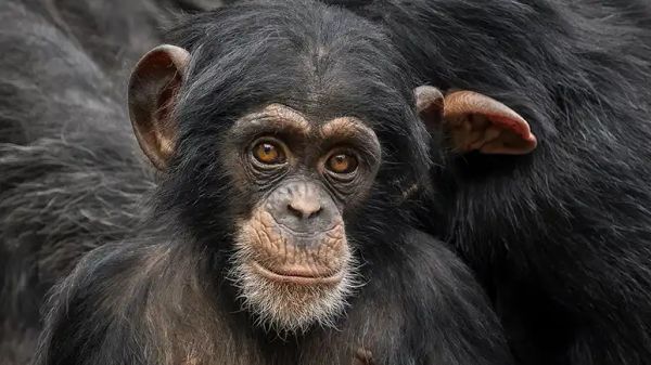 chimpanzees as pets