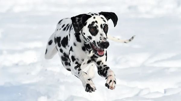 dalmatians