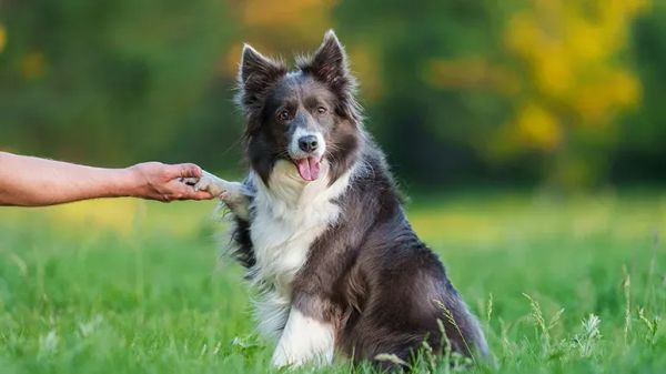 dog training body gestures