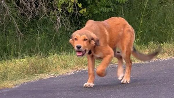 dumped puppy comes running when she hears a voice