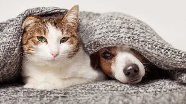 esensitization counterconditioning pets