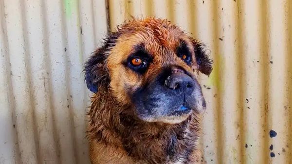 giant dog on brink of death became a fluffy baby
