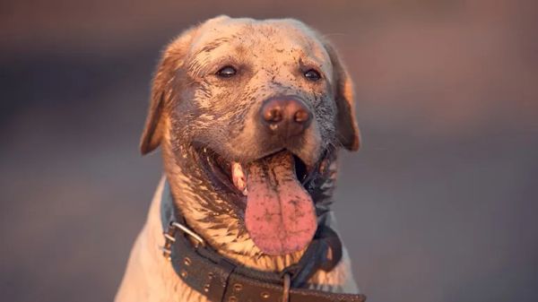 healing clay benefits dogs