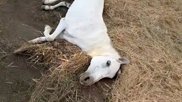 the horse everyone gave up on changed her fate
