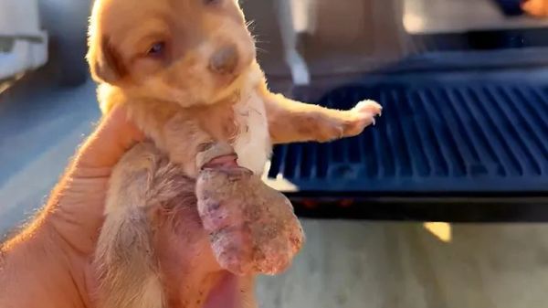 how one swollen paw changed this puppys whole fate