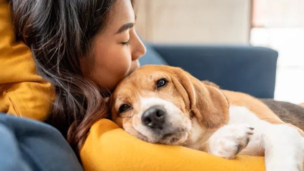 how to calm an anxious dog
